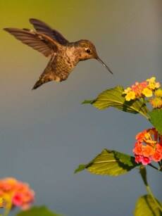 10 of the Smallest Animals in the world