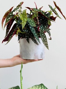 Gardening tips: Want a lush balcony, terrace garden with planters?