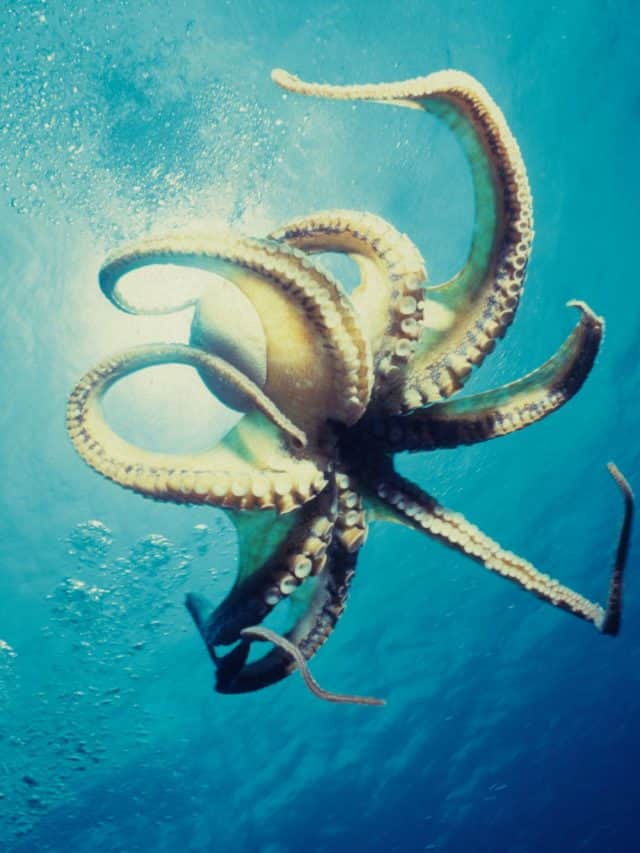 9 animals who don't bleed red
