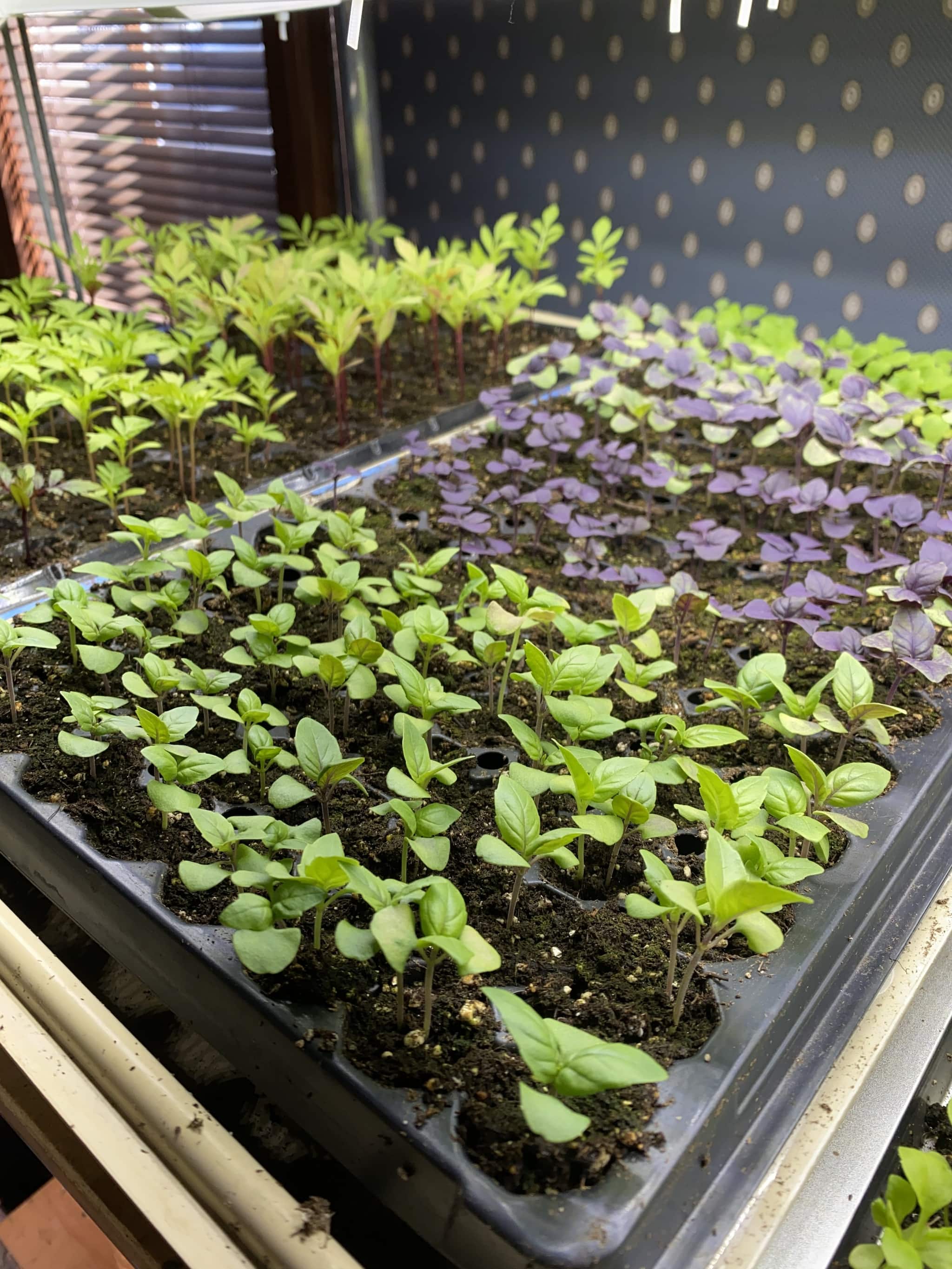 How To Grow Chia Seed Plant At Home