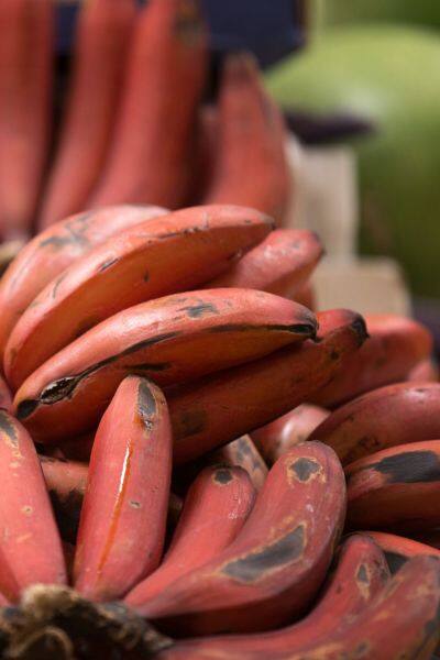 red banana (3)-2024-08-f6486e2e075b5d2e4734fb4c0515987c