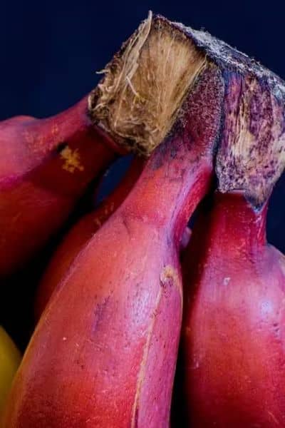 red banana (5)-2024-08-88b866754b8021bb40a3991027dd9e35
