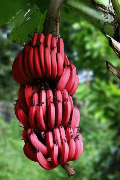 red banana (9)