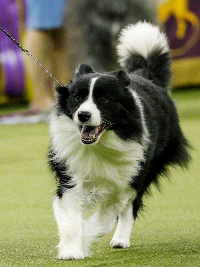 Top 10 Banned Dog Breeds In India