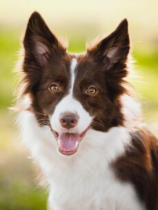 10 of the Smartest Dog Breeds