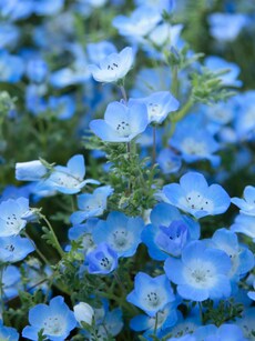 Luckiest Flowers for You Based on Your Zodiac Sign