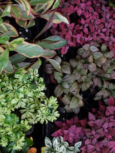 Luckiest Houseplants for You, Based on Your Zodiac Sign