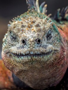 10 Real-Life Animals That Look Like Dragons