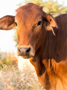 Hindu Deities and Their Vahanas