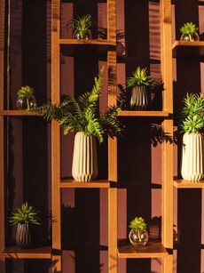 10 Plants You Should Never Keep Inside Your Home As Per Vastu