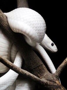 Seeing Snakes in Your Dreams? Know What It Really Means