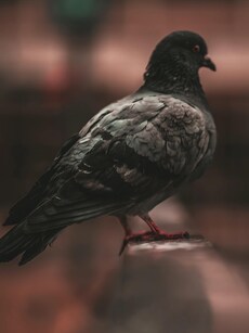 In This Eerie Village, Birds Commit &lsquo;Mass Suicide&rsquo;