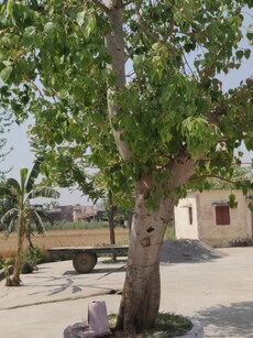 7 Benefits of Worshipping Peepal Tree During Pitru Paksha