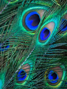 Keep Peacock Feathers at These Places to Attract Luck & Wealth