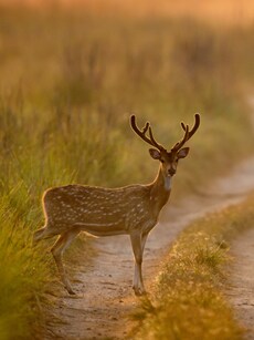 10 Best National Parks in India to Visit in September