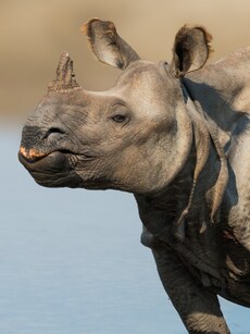 Top 5 Endangered Rhino Species of the World