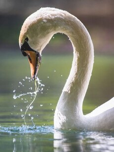 10 Animals That Represent Peace