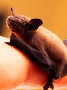 Top 10 Smallest Mammals in the World