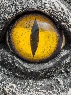 10 Most Lethal Animals You Should Fear