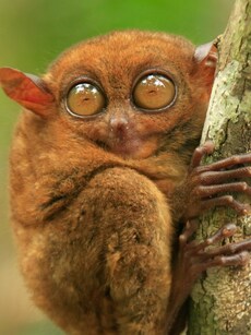 7 Animals With the Most Strange Eyes