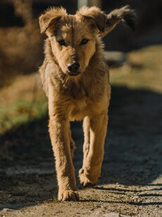 5 Unique Temples in India Where Dogs Are Worshipped