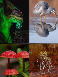 Animals To Plants: Top 10 Stunning Images From 2024 Science Photography