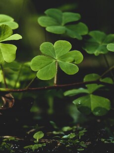 Discover 10 Animals that Symbolise Good Luck as per Vastu