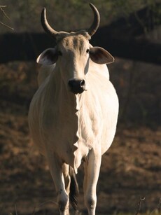10 Animals That Are Worshipped In India