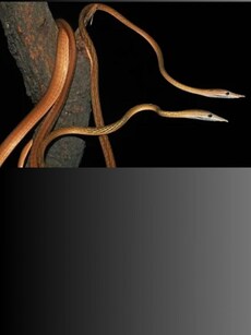 New Snake Species with &lsquo;Very Long&rsquo; Nose Discovered in India