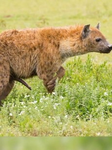 7 Rare Female Animals With Unusual Male Sex Organs