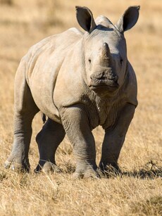 World Rhino Day: 10 Fascinating Facts About Rhinoceros