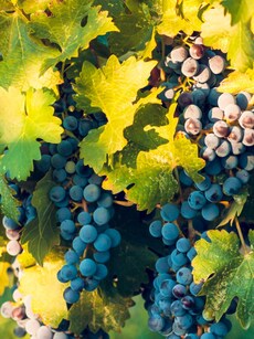 Top 10 Most Beautiful Vineyards You Must Explore