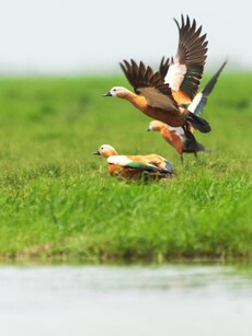 10 Best Eco-Friendly Destinations in India for Sustainable Travel