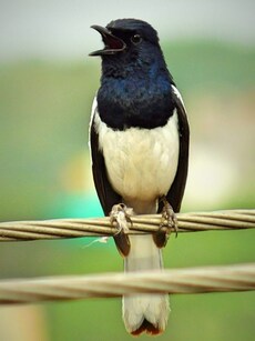 Top 10 Bird Watching Destinations in India You Can’t Miss