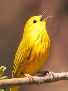 10 Most Beautiful Yellow Birds