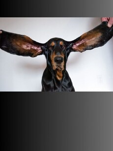 Meet Lou: The Dog with the World&rsquo;s Longest Ears
