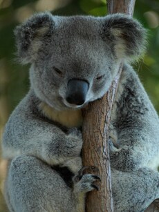 Top 10 Sleepiest Animals in the World