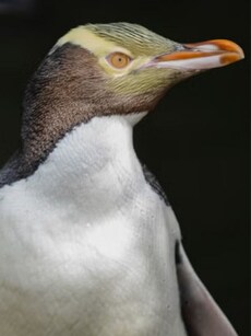 Meet Hoiho: Rare  Smelly Penguin Bird