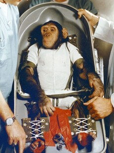 9 Animals That Journeyed to Space Before Humans