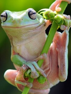 10 Amazing Animals That Fly Without Wings