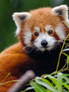 10 Adorable Animals That Look Straight Out of a Fairytale