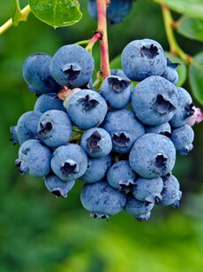 Blueberries Aren&rsquo;t Really Blue! Here&rsquo;s Why