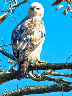 10 Indian National Parks Reopening for Wildlife Adventures in October!