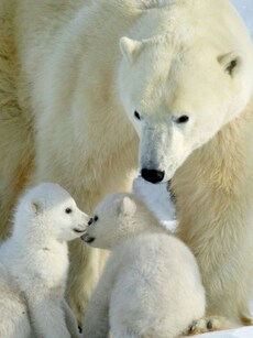 9 Animals That Eat  Their Own Babies