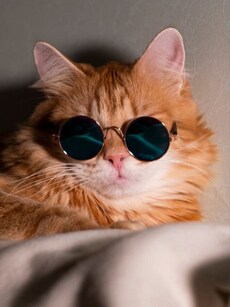 9 Most Intelligent Animals That Aren&rsquo;t Dogs