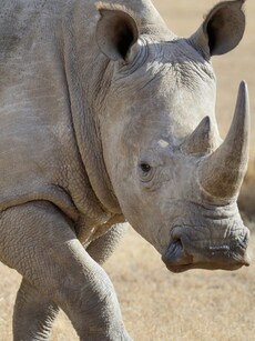 Top 7 Destinations to See Rhinos in India
