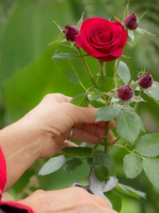 Cutting garden tips: Create your own space to grow flowers