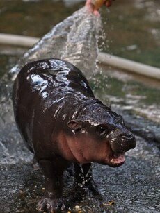 Meet Moo Deng: The viral pygmy hippo from Thai zoo