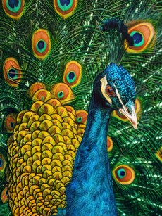 5 Astrological Uses of Peacock Feathers
