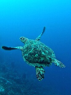 10 underwater photography tips for smartphones